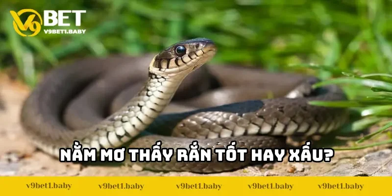 Nằm mơ thấy rắn: Giấc mộng mang điềm tốt hay xấu?